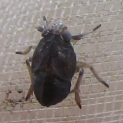 Javesella forcipata